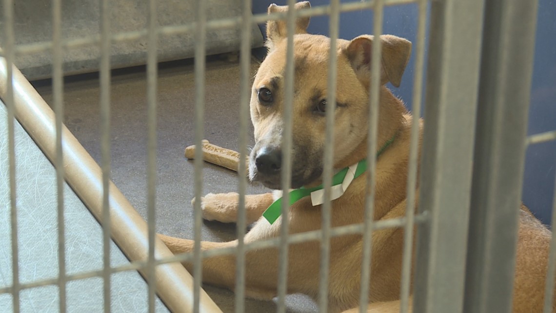 Looking to adopt a pet? Maricopa County animal shelters say now is perfect time as shelters reach capacity – 12news.com KPNX