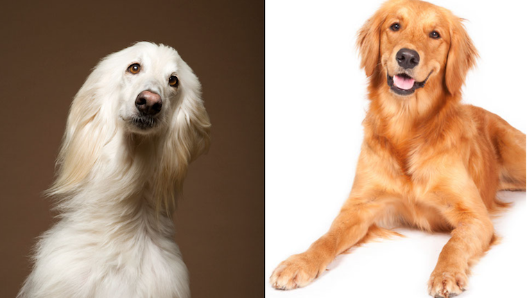 Afghan Retriever Dog Breed Pictures, Characteristics, and Facts – DogTime