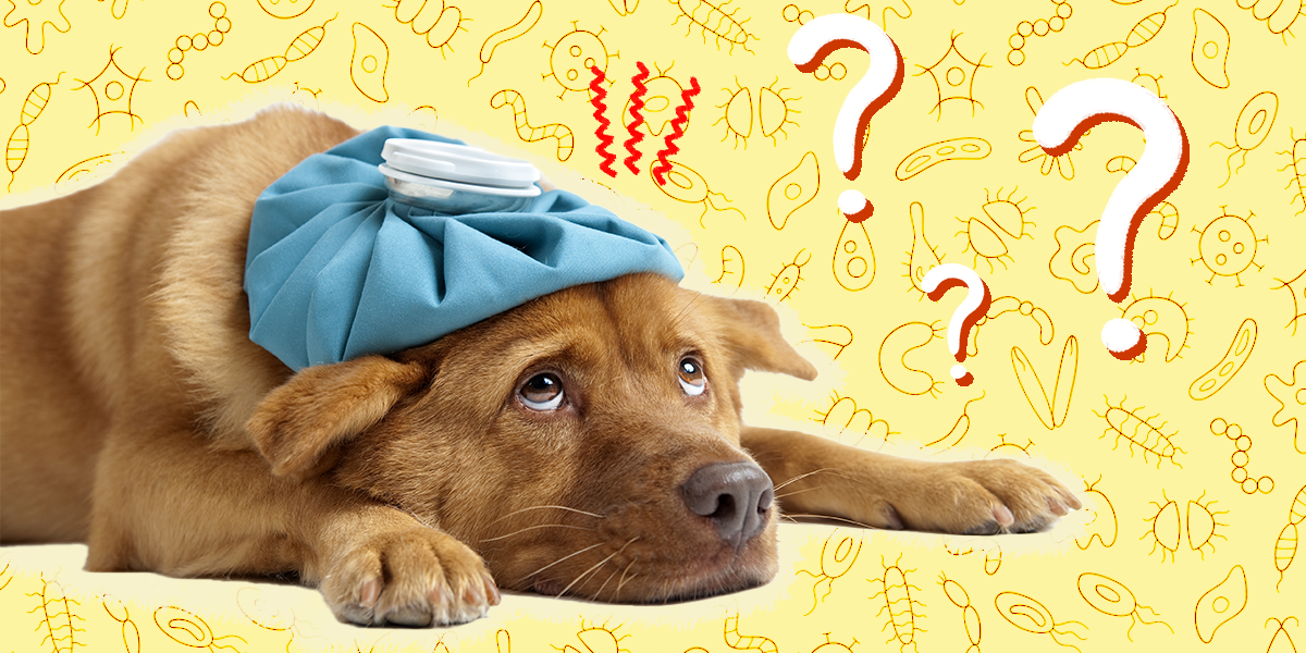 What Is Coccidia In Dogs? – The Dodo