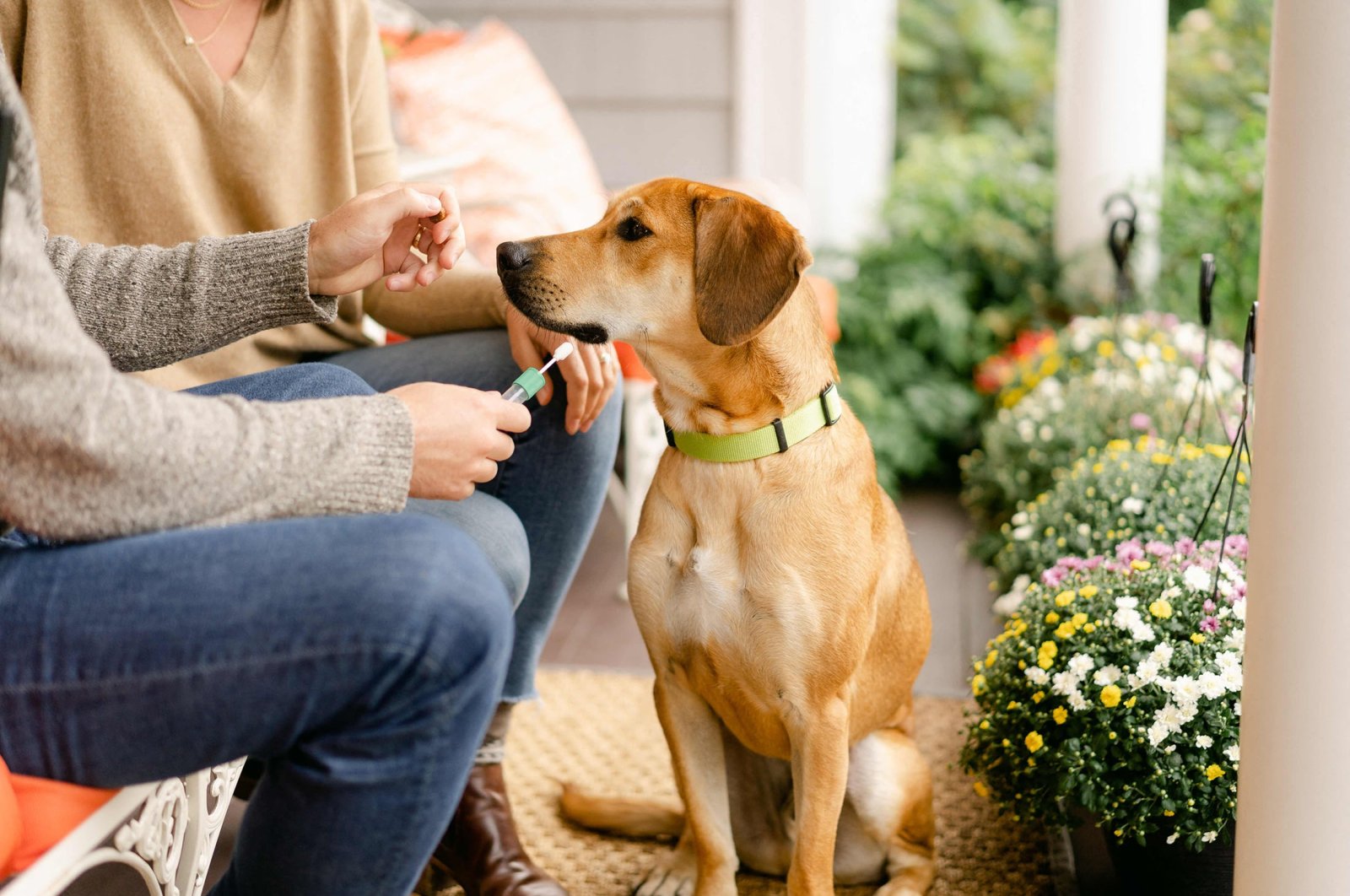 Woof are you from? DNA testing dogs becomes popular in US | Daily Sabah – Daily Sabah