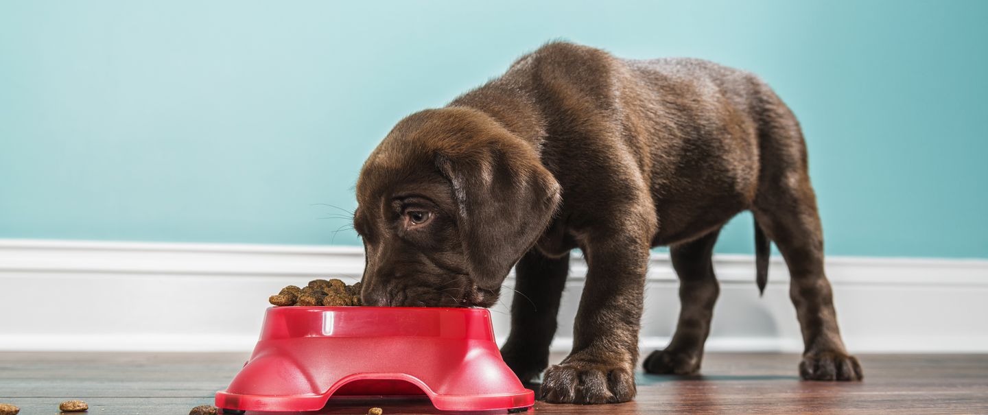 Best Dog Food to Buy at Costco, According to Experts – Cheapism