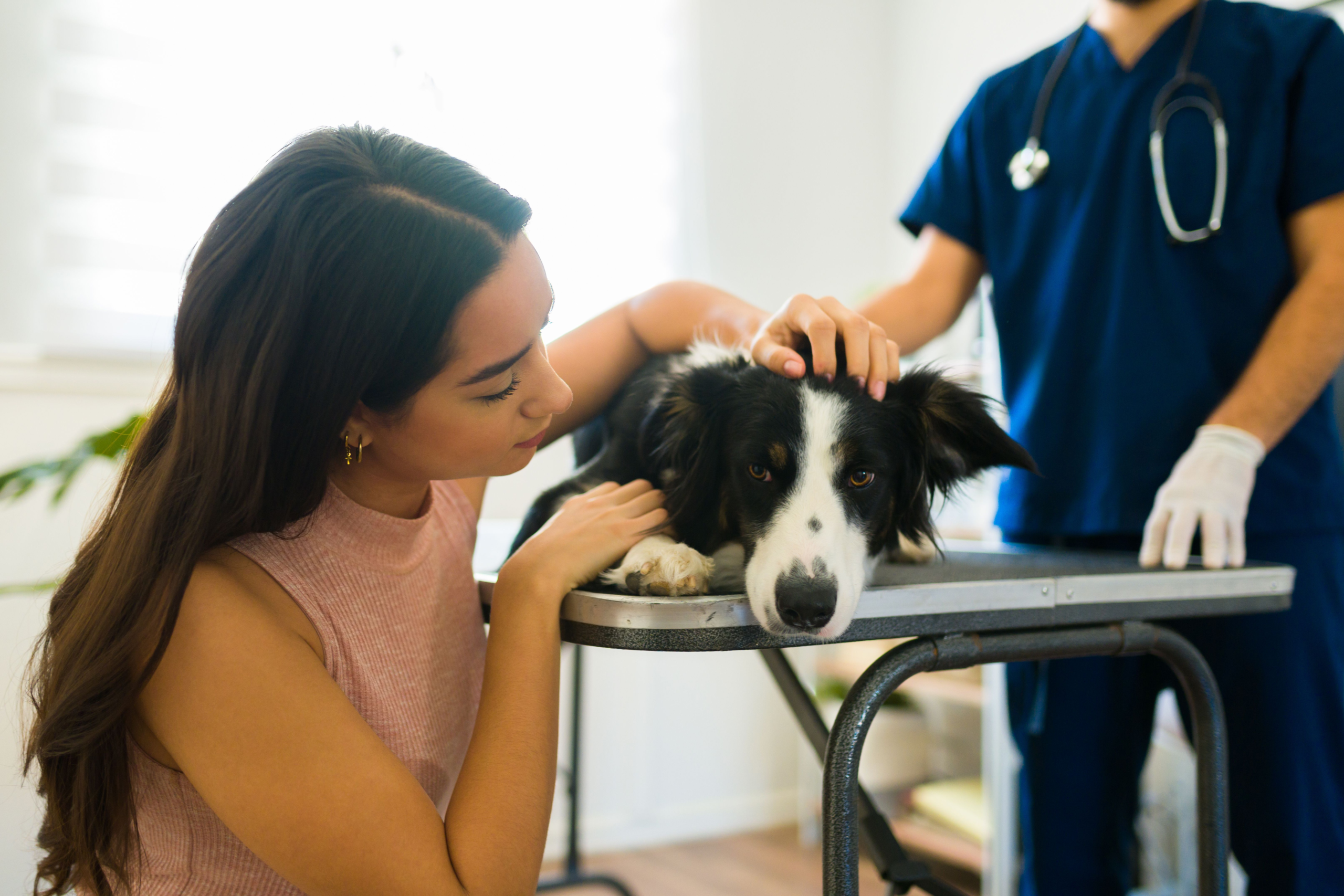 Chewy debuts CarePlus, exclusive suite of pet wellness and insurance plans – DVM 360