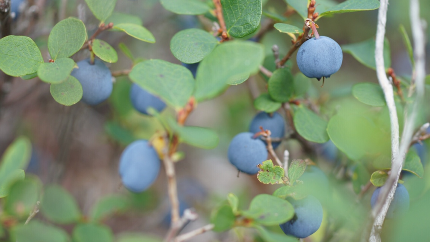 Beneficial Berries | College of Agriculture and Life Sciences – NC State CALS