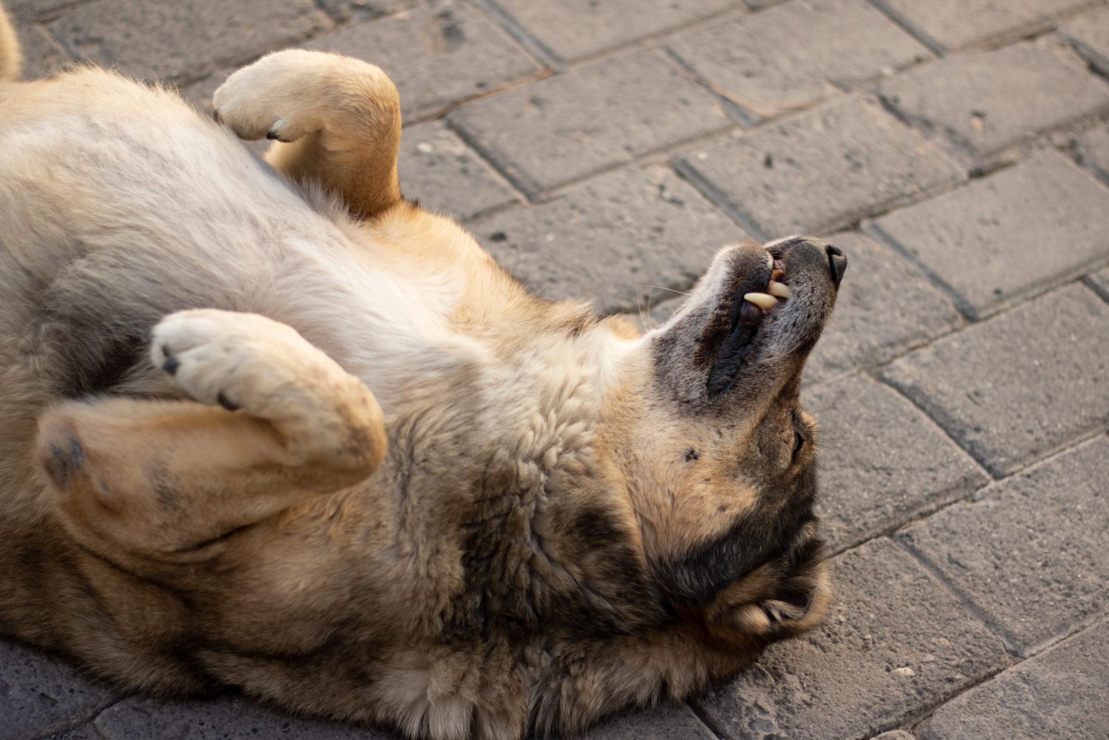 Owners Put Up Hilarious Sign Warning Passers Not to Fall for Their Dog Faking Her Own Death For Treats – One Green Planet