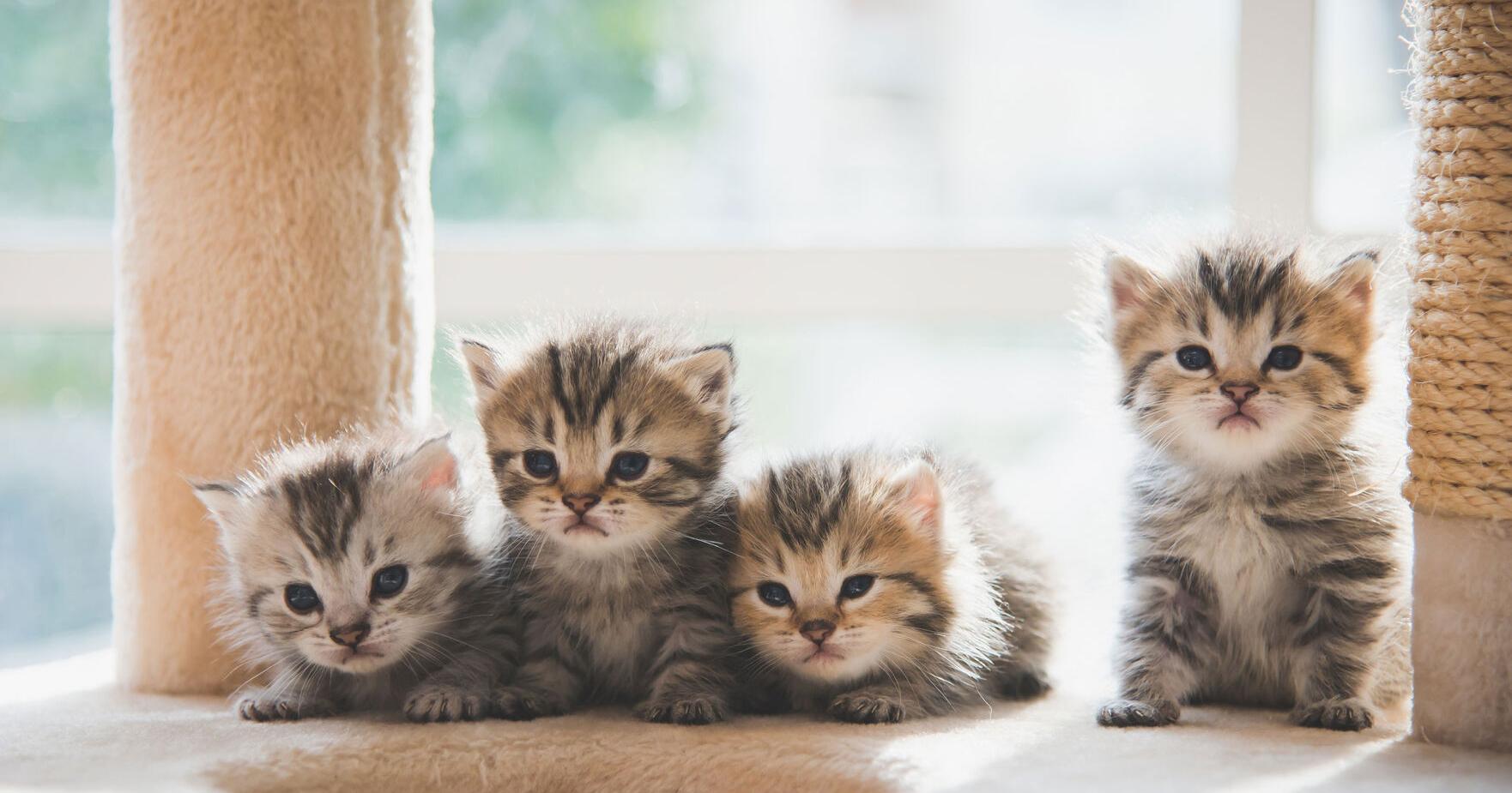 Why Pet Stores Should Refocus on Their Cat Litter Assortments – PetProductNews.com