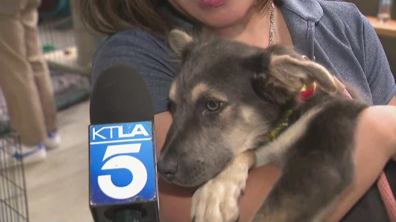 Dodger Stadium hosts 1st-ever pet adoption event – KTLA Los Angeles