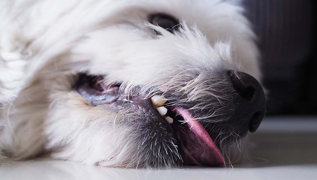 25 Very Serious Dog Health Symptoms That You Should Never Ignore – Top Dog Tips