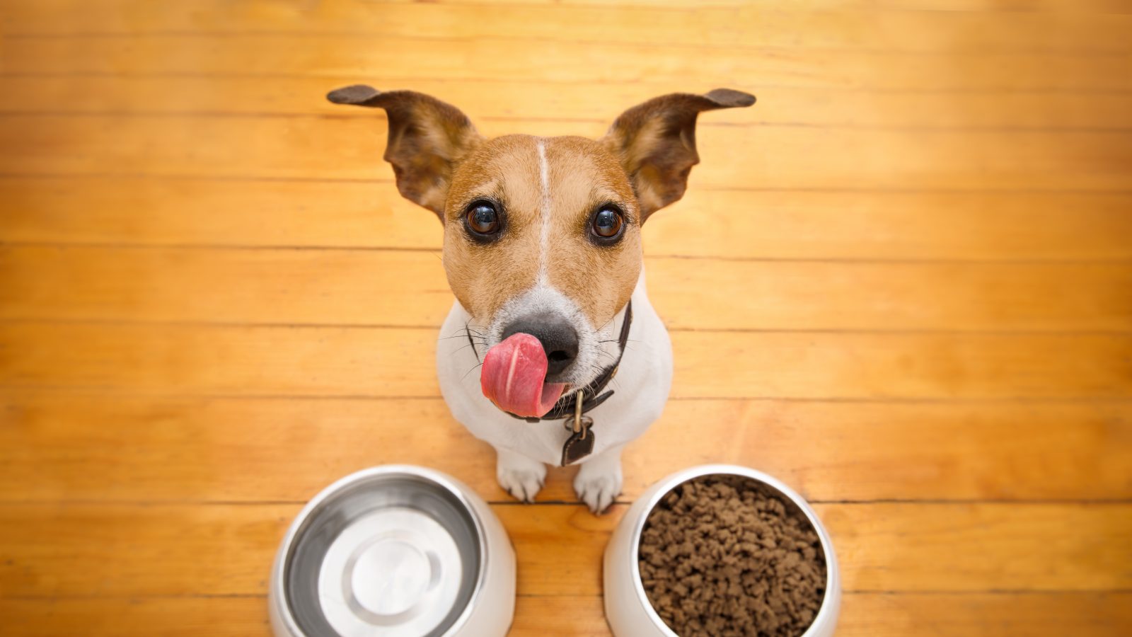 Are You Feeding Your Pet Home-Cooked Food? Read to Know What Is Right and What is not – News18