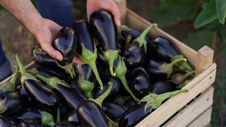 Can Dogs Eat Eggplant? Is Eggplant Safe For Dogs? – DogTime