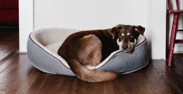 The Best Dog Beds for 2022 – National Today