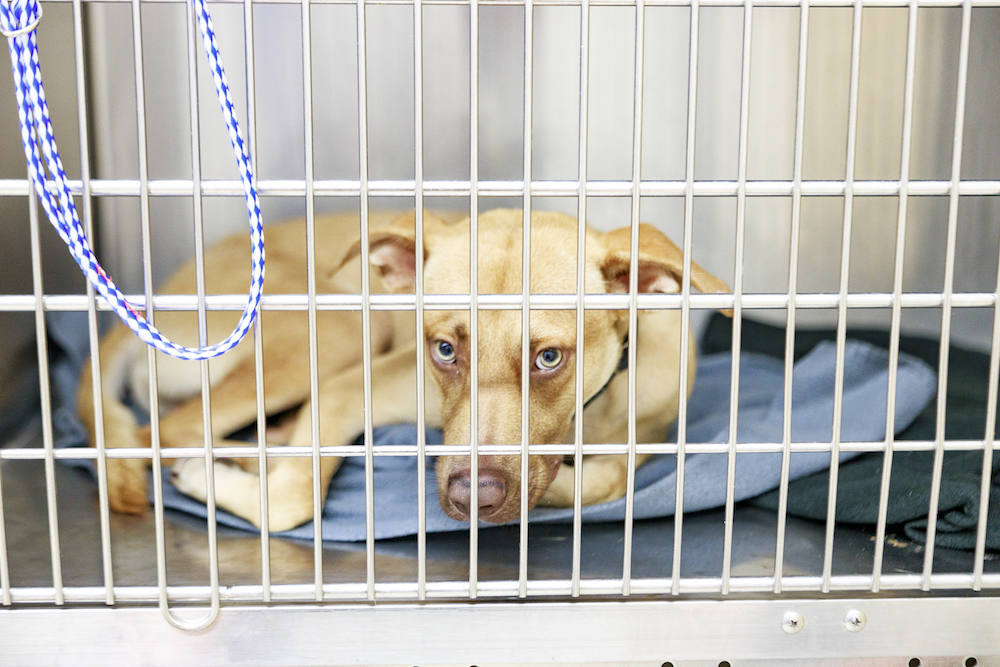 Austin's Animal Shelters Struggle to Uphold No-Kill Reputation in the Face of Overcrowding – Austin Chronicle