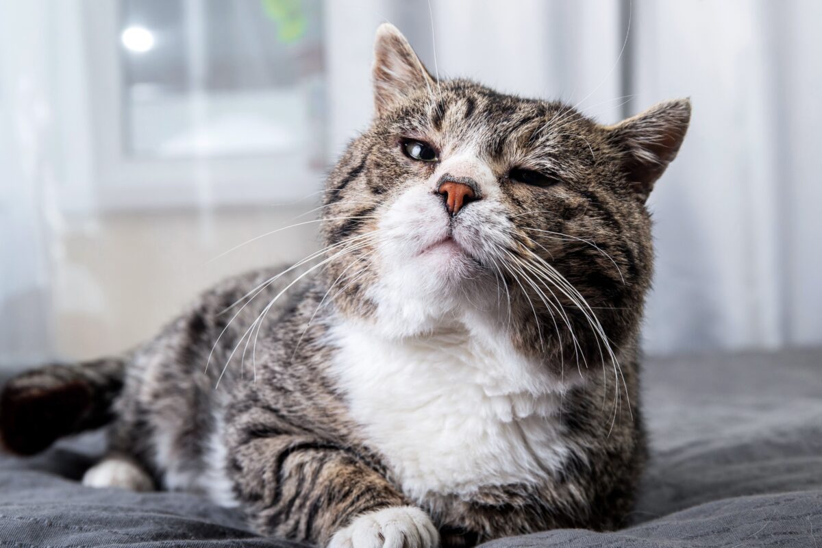 Senior Cats Don't Require Senior Cat Food – The Epoch Times