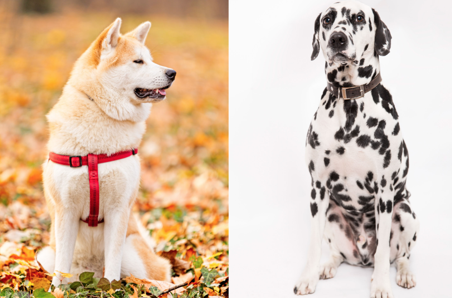 Akitamatian Dog Breed Pictures, Characteristics, and Facts – DogTime