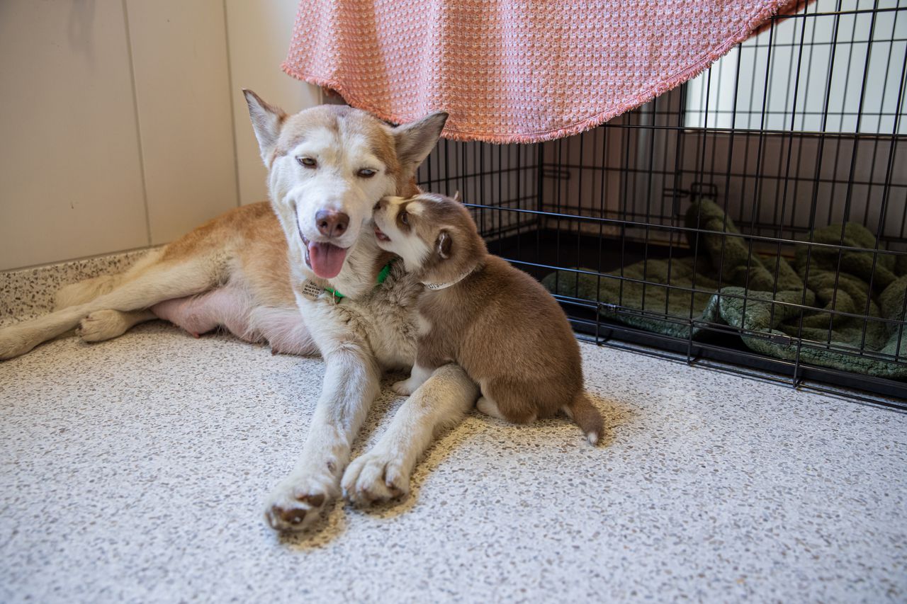 See the first images of the husky dogs since their rescue from Staten Island lot – SILive.com