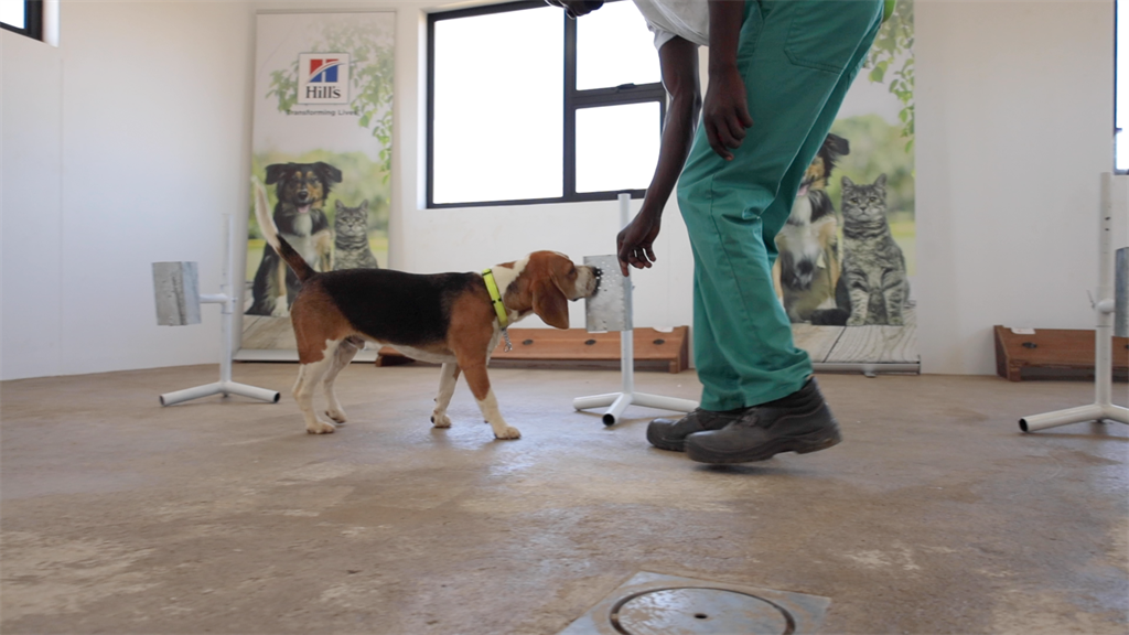 A litter of puppies born in Namibia in 2020 have been trained to sniff out Covid-19 – News24