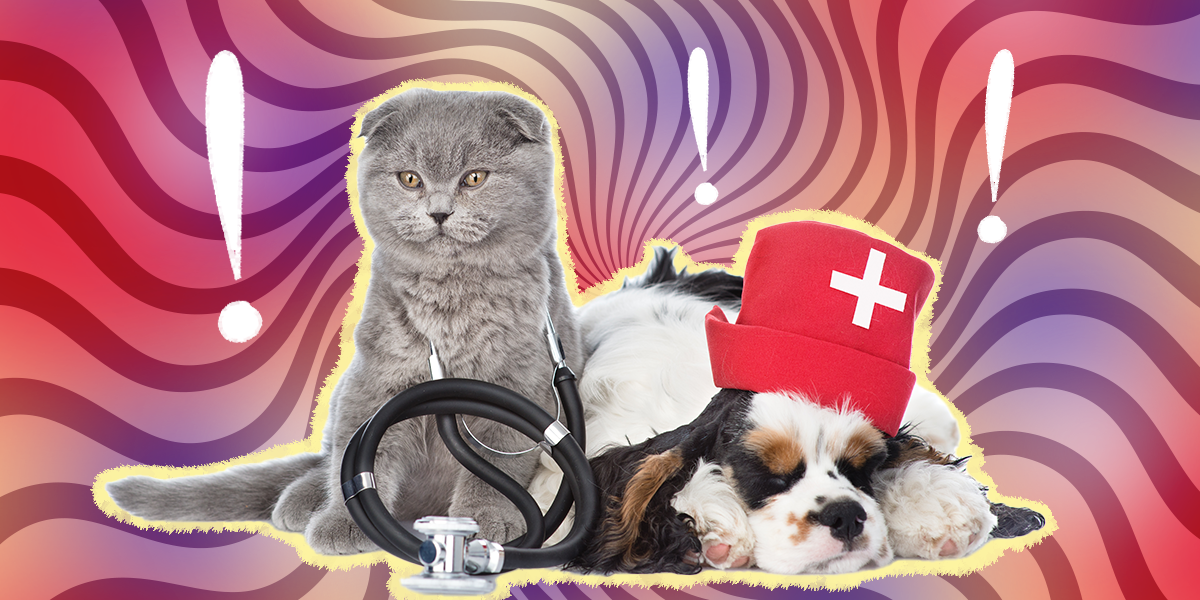 10 Times You Should Take Your Pet Right To The Emergency Room, According To An ER Vet – The Dodo