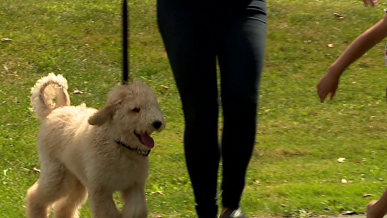 Service dog returned to Liberty Twp. family – WKBN.com