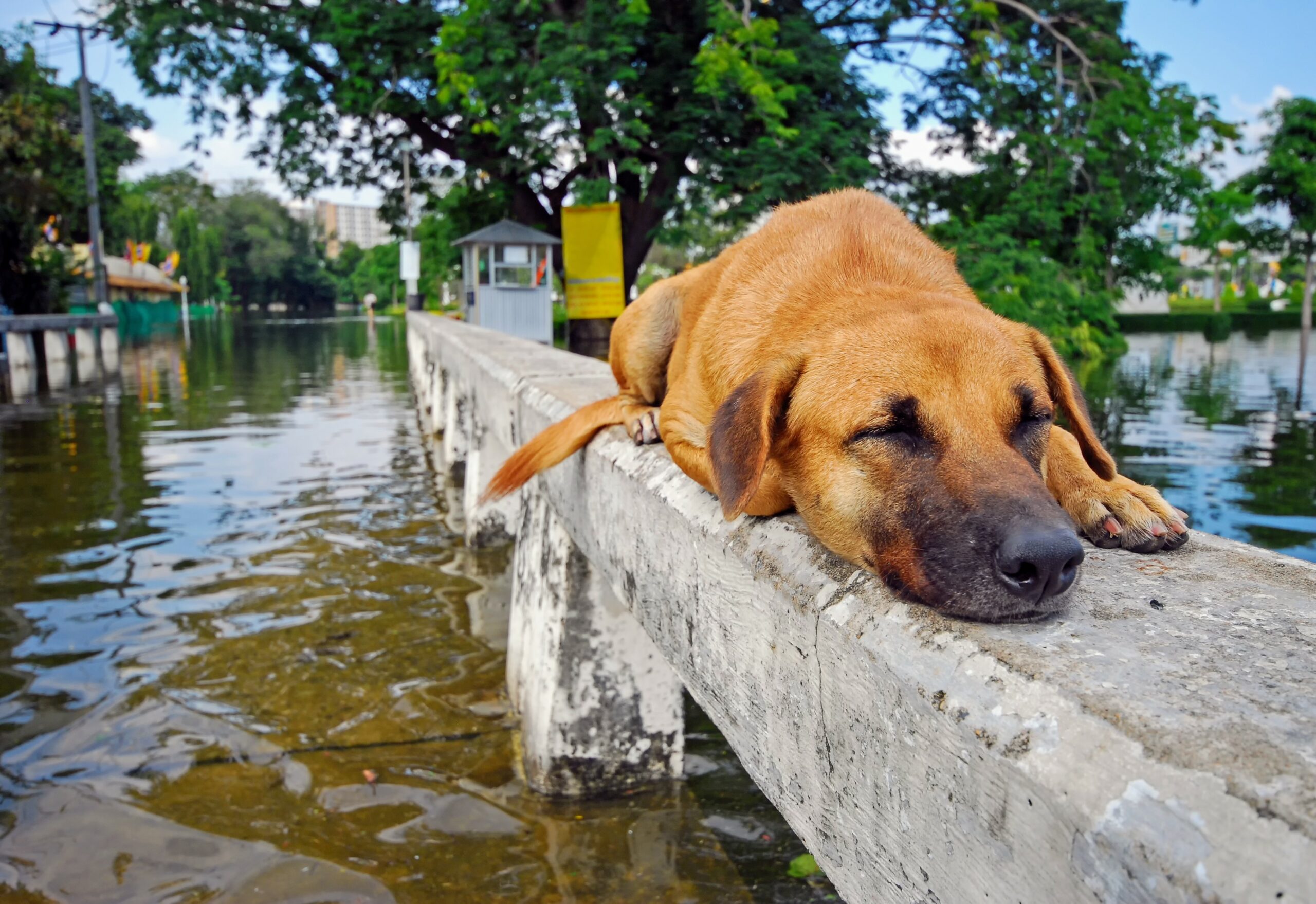 Pets are unrecognized victims of climate-related disasters – Earth.com