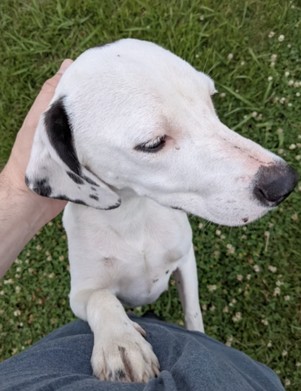 Someone Dumped Their Dog On The Side of The Road, and Luckily This Man Was There to Save Him – One Green Planet