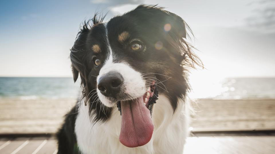 Petplan Pet Insurance Review 2022 – Forbes Advisor – Forbes