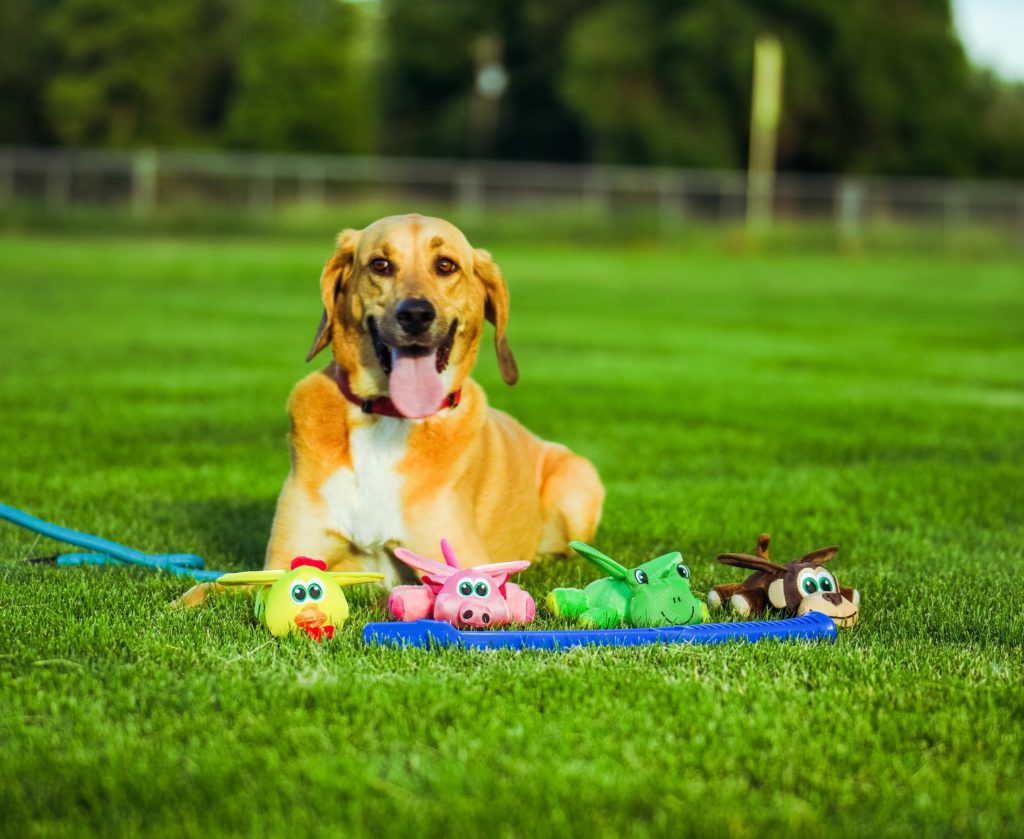 SuperZoo Exhibitors Share What Attendees Can Expect This Year – Pet Age