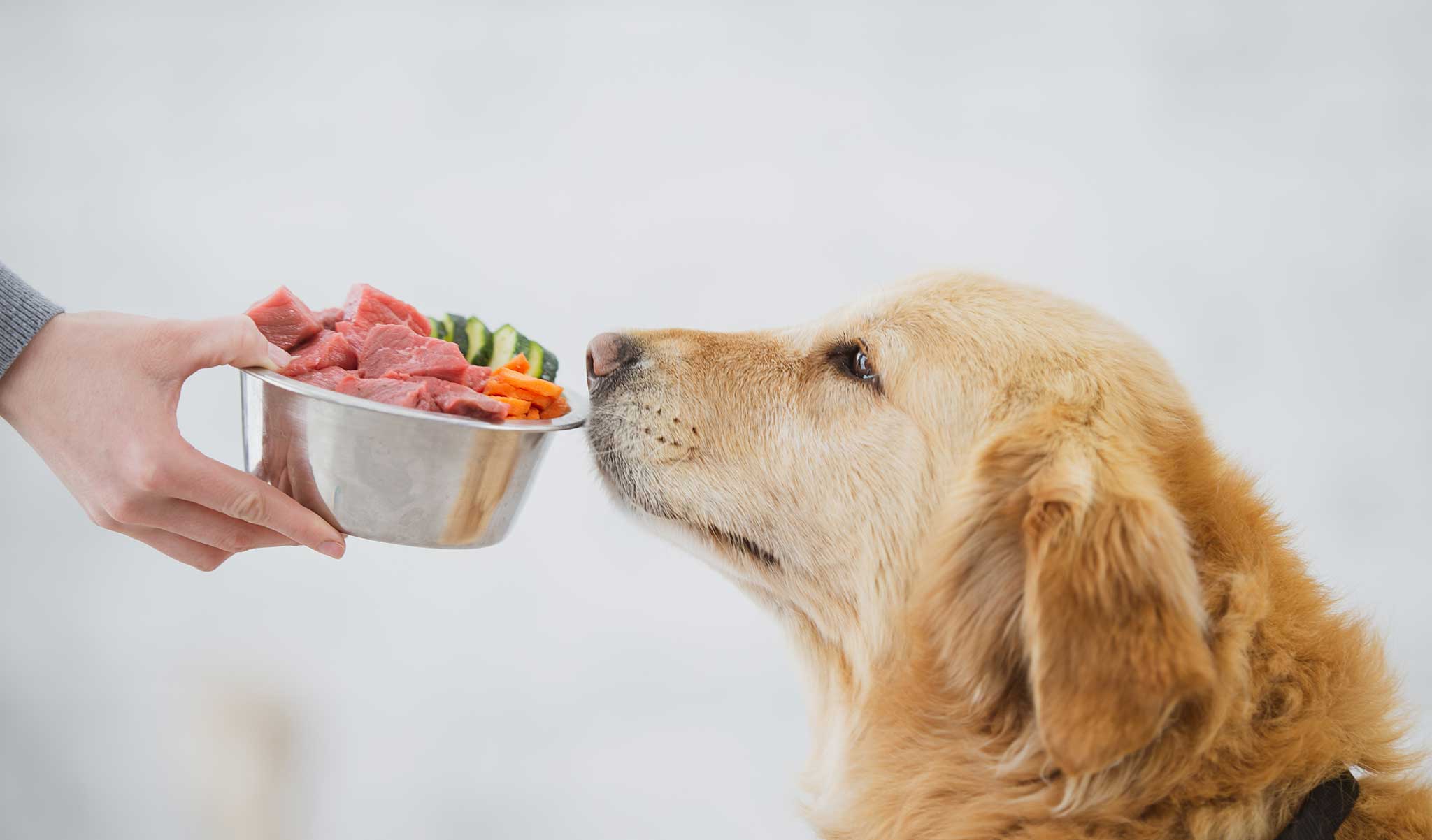 The Importance of Looking After Your Dog’s Nutrition – Programming Insider