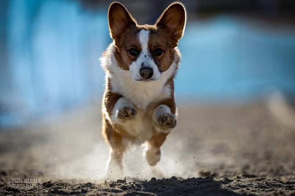 More Dogs Needed for Project to Improve Canine Lifespan – American Kennel Club – American Kennel Club