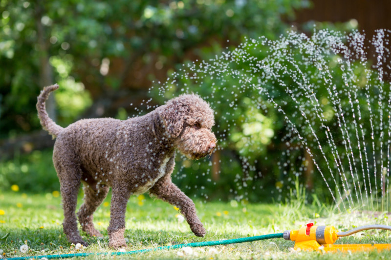 Keep Your Pup Healthy During the Dog Days of Summer – Williamson Source