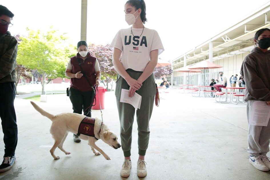 Tuxedos, Gowns, and COVID-Sniffing Dogs: A Pandemic Prom – Education Week