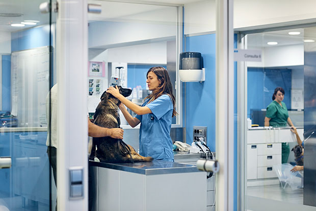 Genomic tests show promise for early detection of canine cancers – American Veterinary Medical Association