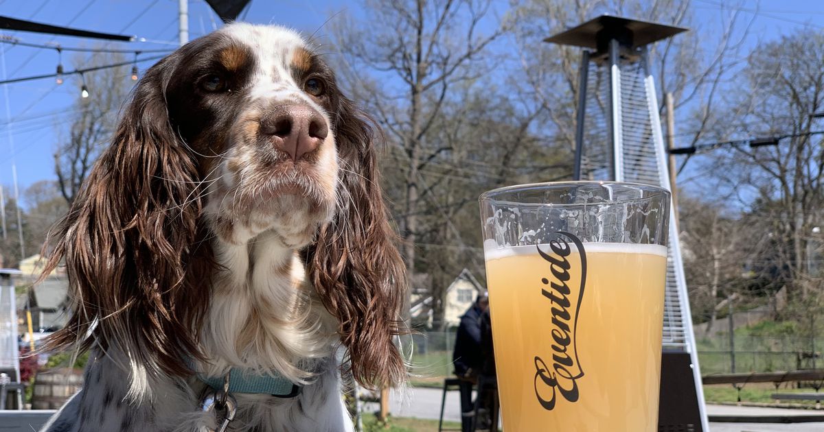 Celebrate International Dog Day with free beer at Eventide Brewing – Access Atlanta