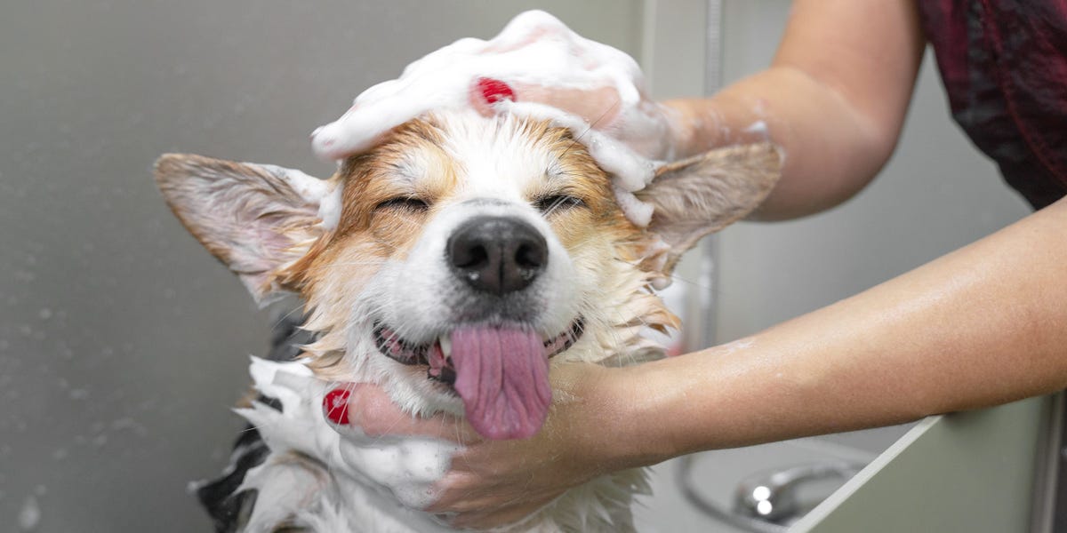 How often should you bathe your dog: Frequency and tips – Insider