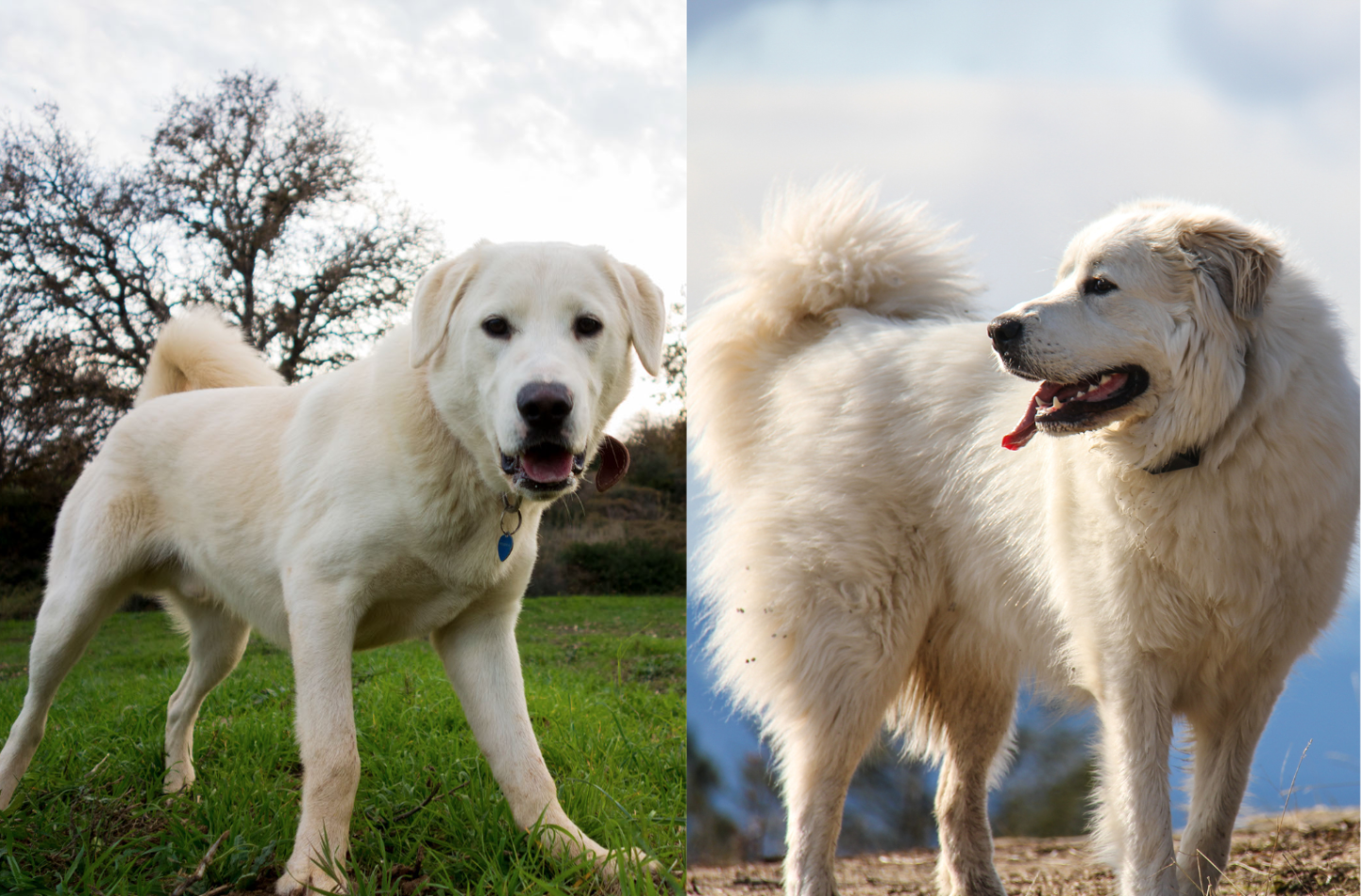 Akbash Pyrenees Dog Breed Pictures, Characteristics, and Facts – DogTime