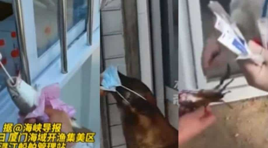 `Ridiculous and ironic`: China`s social media ablaze as officials conduct virus test on animals – WION