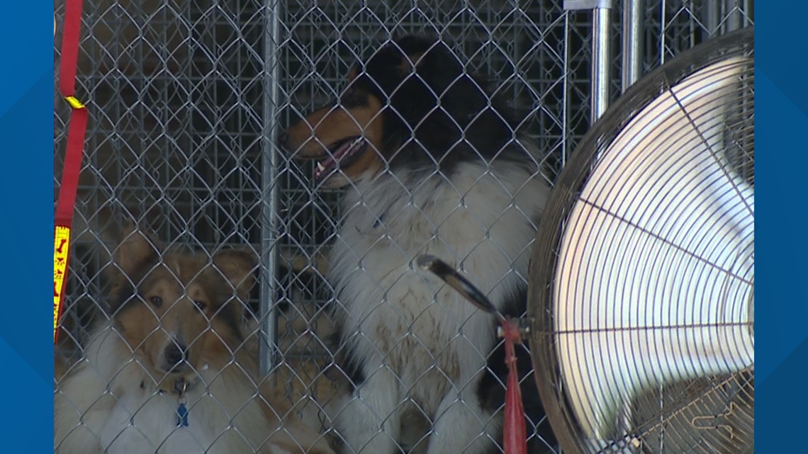 Community steps up with donations to care for 198 collies taken from rural Sherrard farm – WQAD Moline