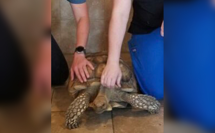 Tortoise found on Missouri highway reunited with owner – WDAF FOX4 Kansas City