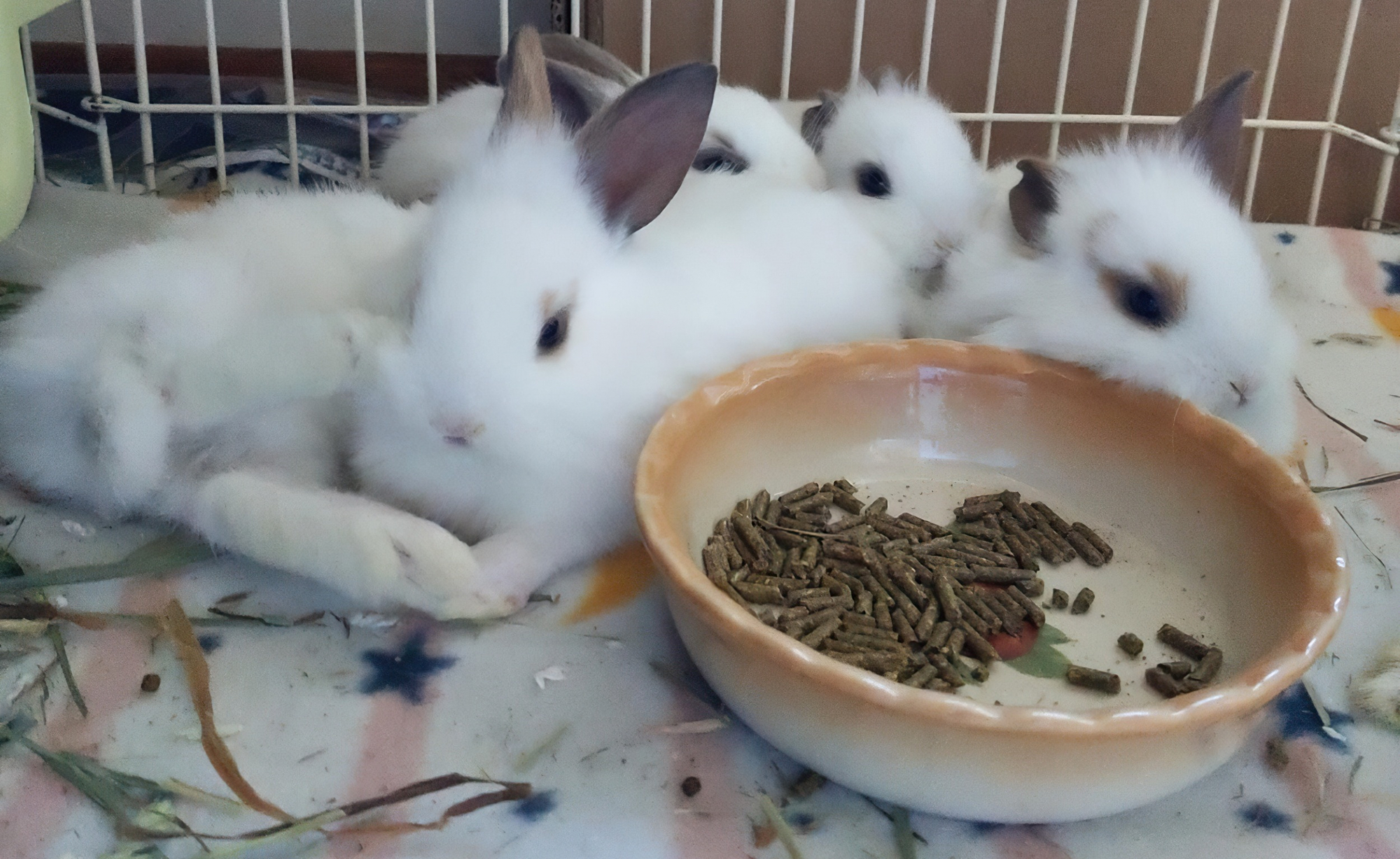 Tri-Valley rabbit rescue group overwhelmed by bunny surrenders – danvillesanramon.com