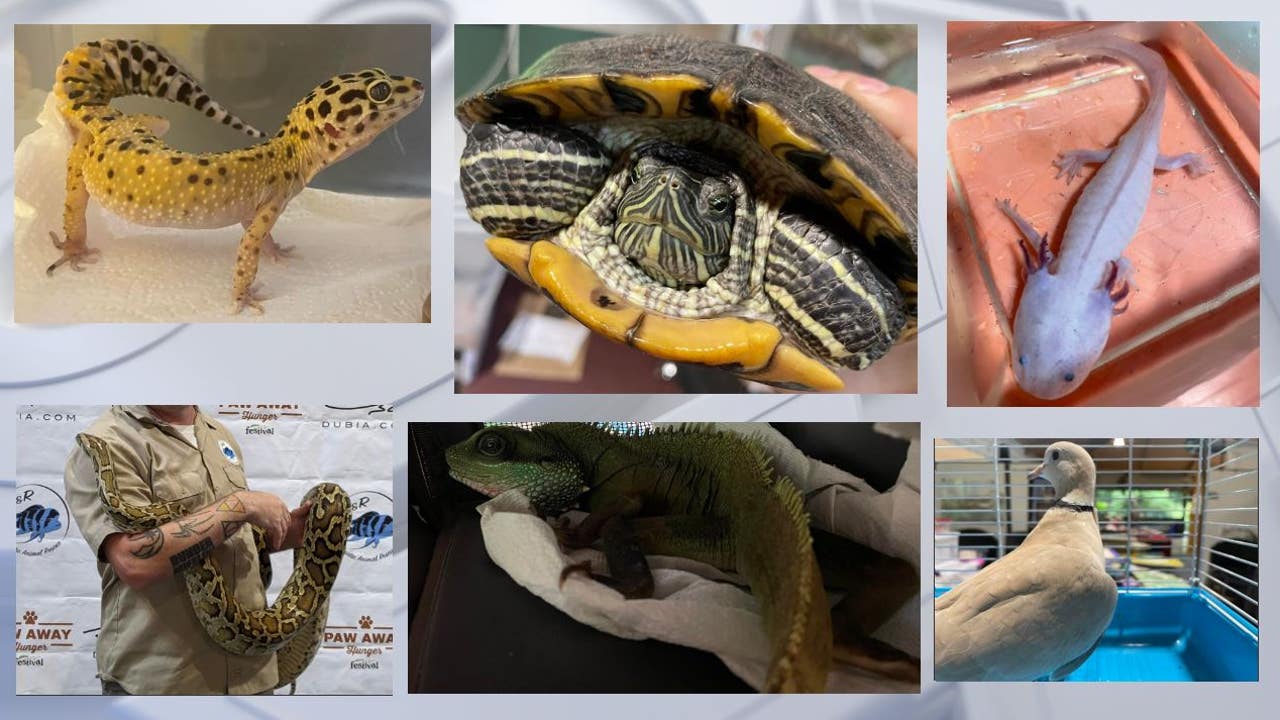 Bristol exotic pet surrender, 37 animals turned in – FOX 6 Milwaukee