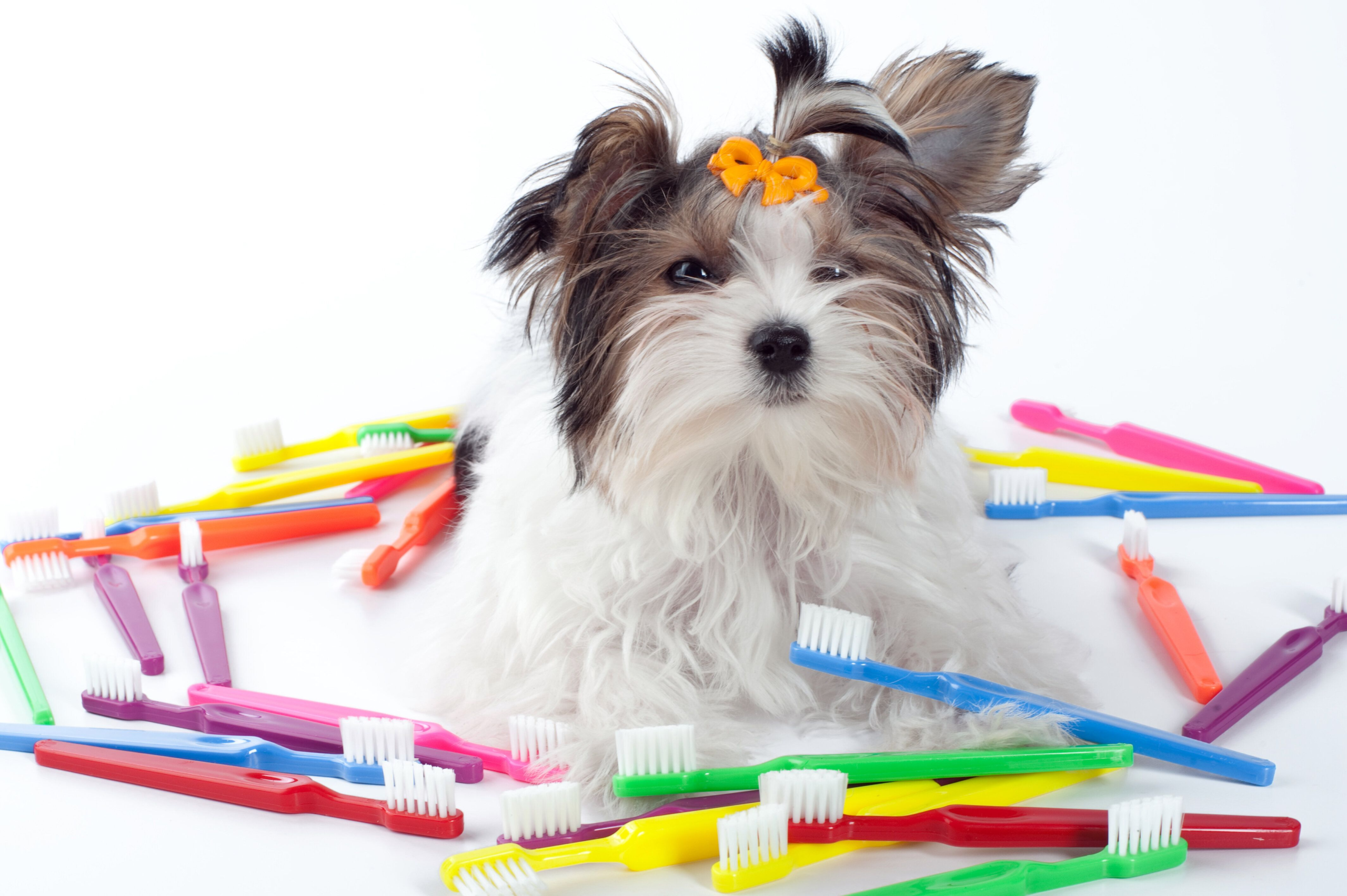 My Vet Recommended These Dental Chews And Now My Dog Loves Them – HuffPost