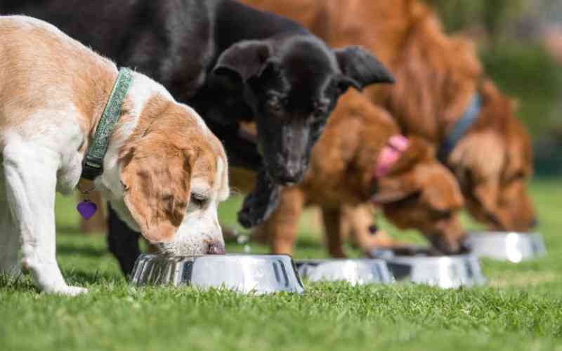 When dog turns to eating grass: Is your pet turning into a cow? – FarmKenya Initiative – The Standard