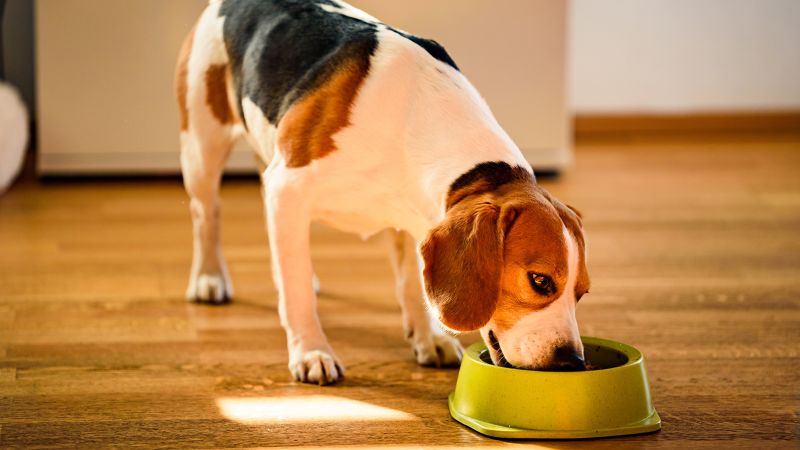 How to protect pets' bowls from bacterial contaminants – CNN