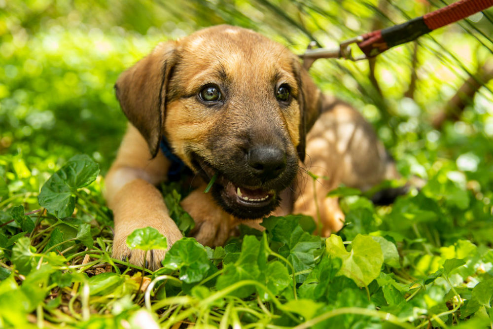 Why a pet's death hits so hard: New book explores dealing with the loss of a beloved companion – WBUR News