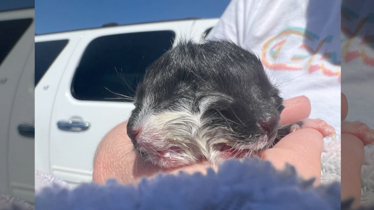 ‘Honey, It Has Two Heads': Kitten With Rare Genetic Mutation Born With Two Faces – NBC Chicago