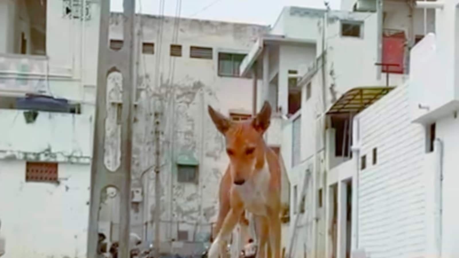 Stray Dogs of This Gujarat Village Are 'Crorepatis' And They Live A Life of Luxury – News18