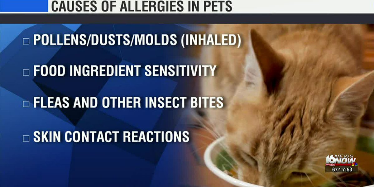 Pet Vet: Summer Allergies & More Latest News Here – upjobsnews