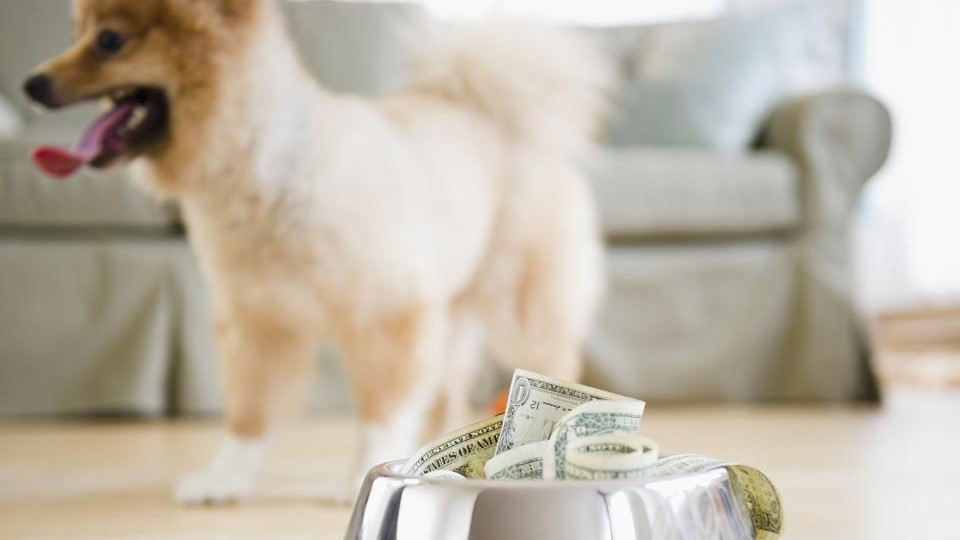 42% Of Pet Owners Can't Cover A Surprise Vet Bill Amid Inflation – Forbes