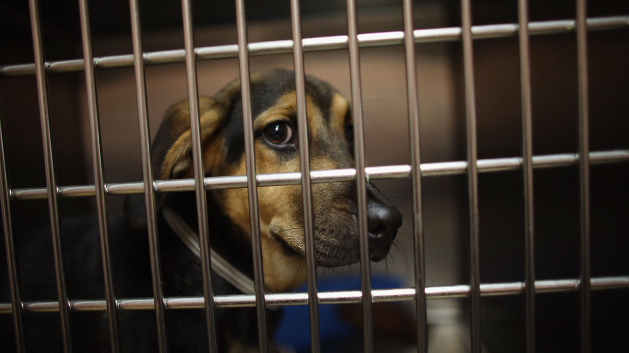 L.A. animal shelters face kennel space ‘crisis’ – KTLA Los Angeles