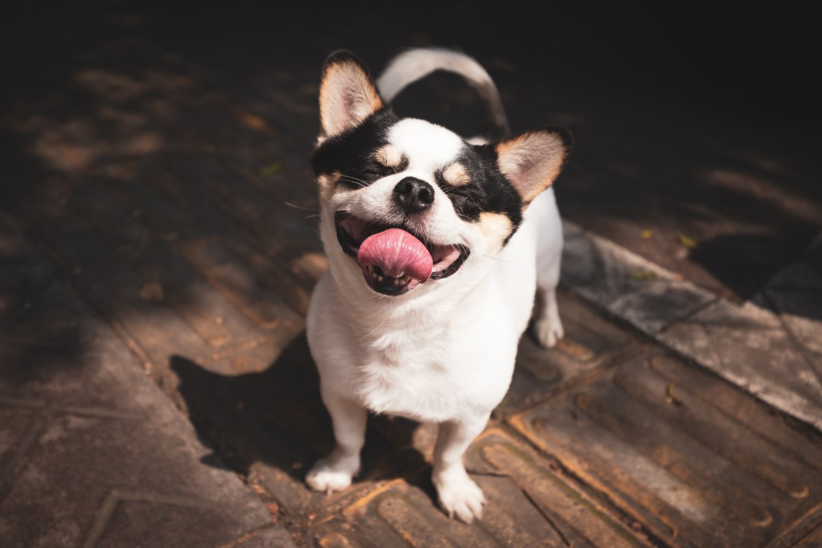 Pets need special care during hot temperatures, too – Moose Jaw Today