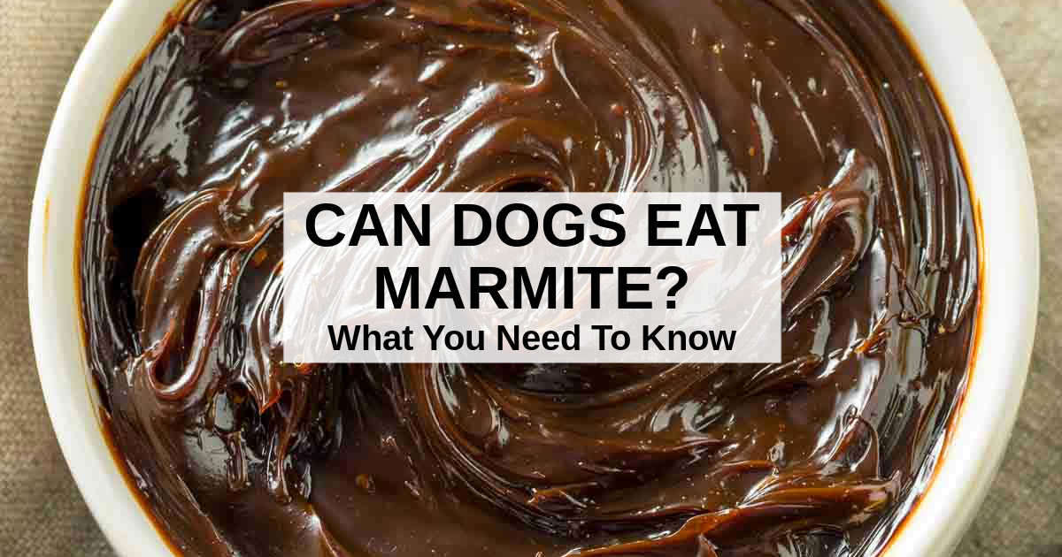 Can Dogs Eat Marmite? What You Need To Know – msnNOW