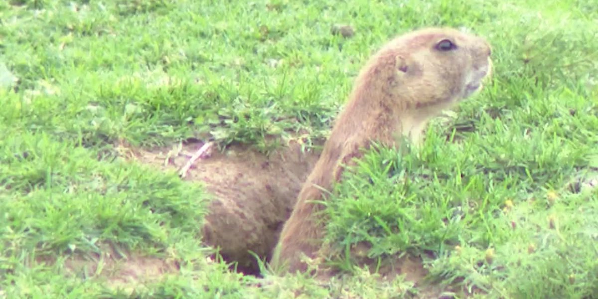 Colony of prairie dogs faces possible extermination for being too close to humans – WBTV